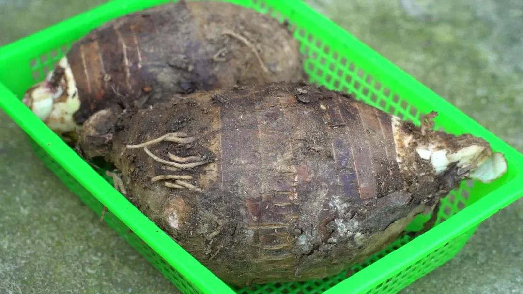 海昏侯墓出土物品图片,海昏侯墓出土文物最新消息