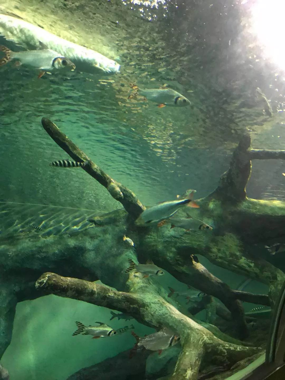 性价比高的石英潜水表,500米防水潜水表推荐