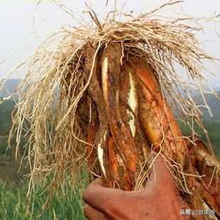 晋南印象土特产,万荣山葱豆腐炖粉条做法