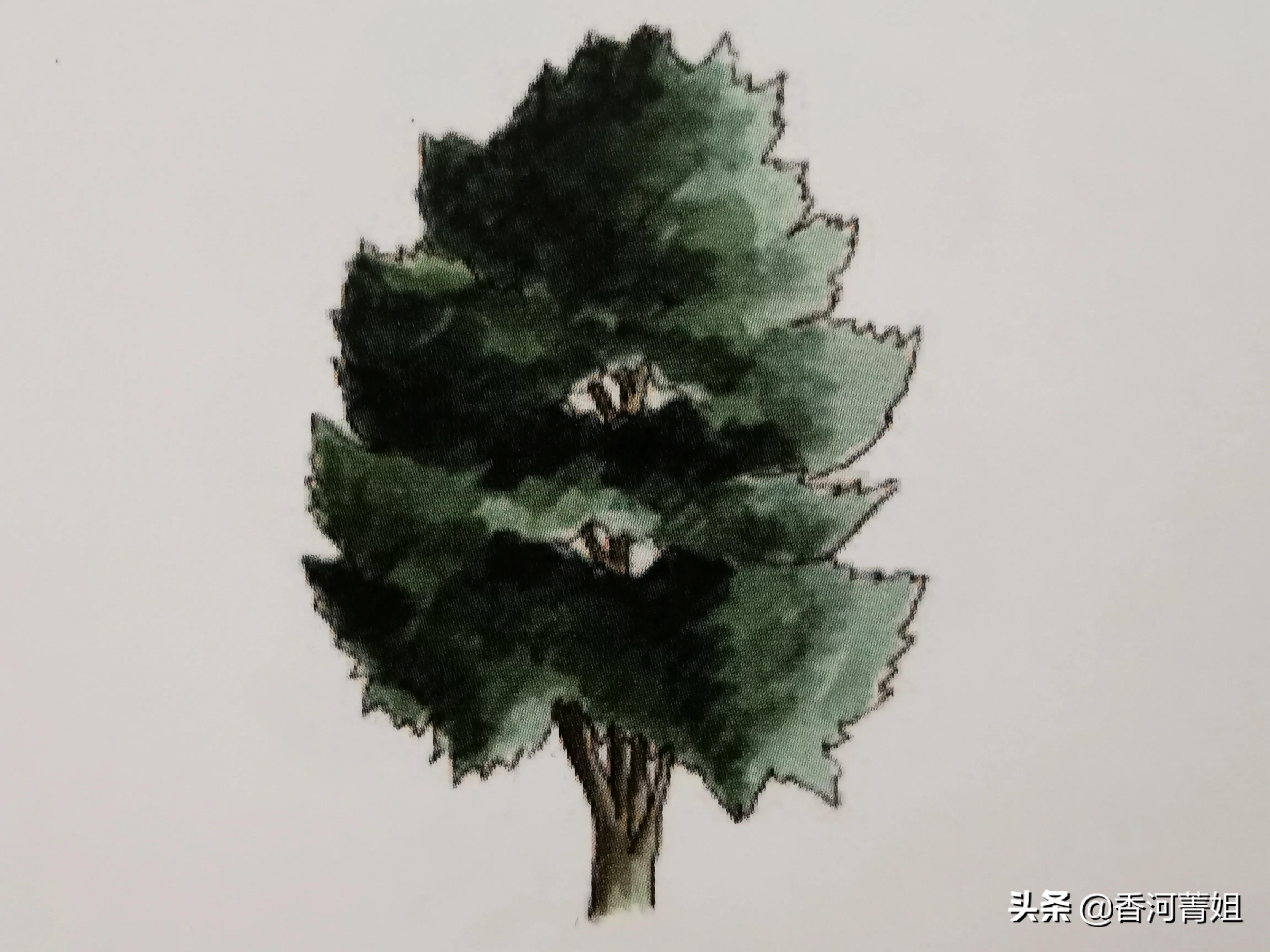 冬青木材,冬青木材图片