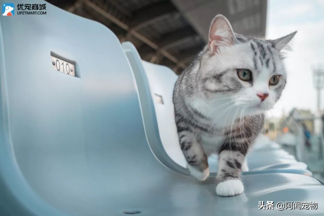 上班族怎么让猫白天活动夜晚休息,上班后怎么缓解猫的孤独