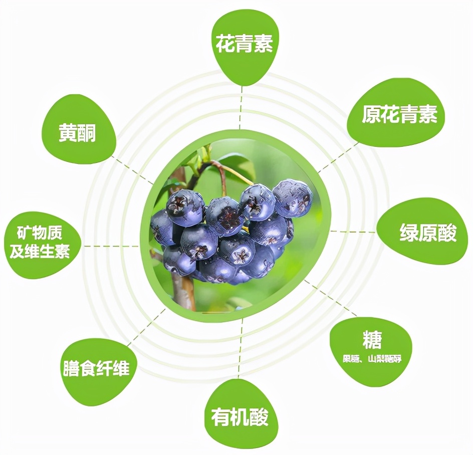 黑果花楸花青素25%提取工艺,黑果花楸的花青素是蓝莓的多少倍