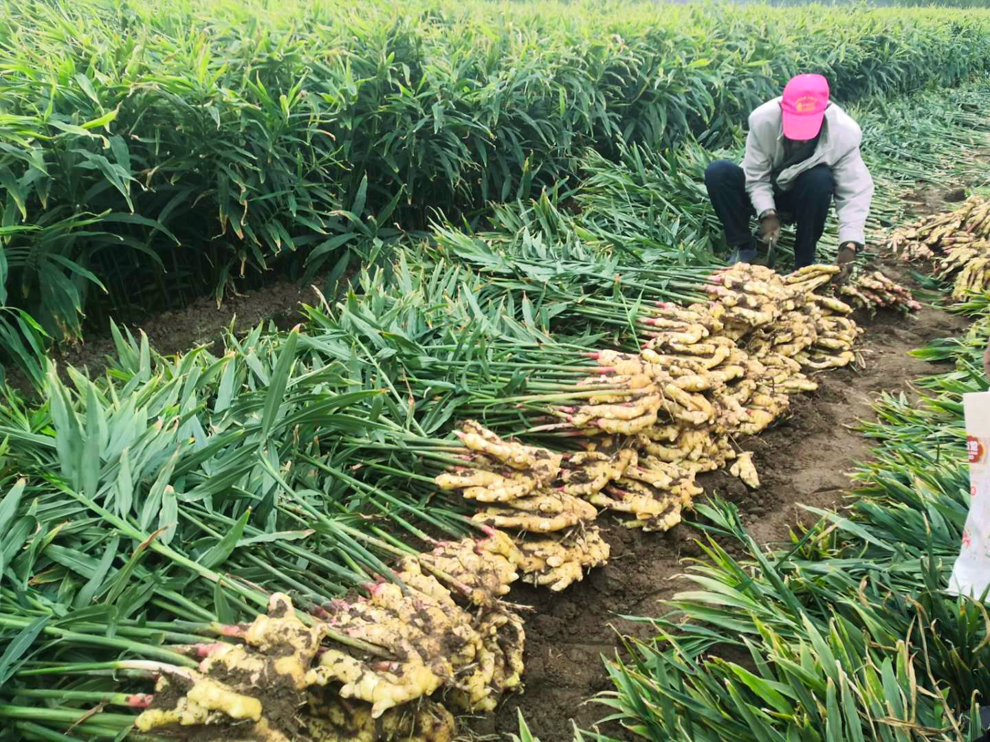 大姜丰产,大姜苗期冲施带激素的肥料好吗