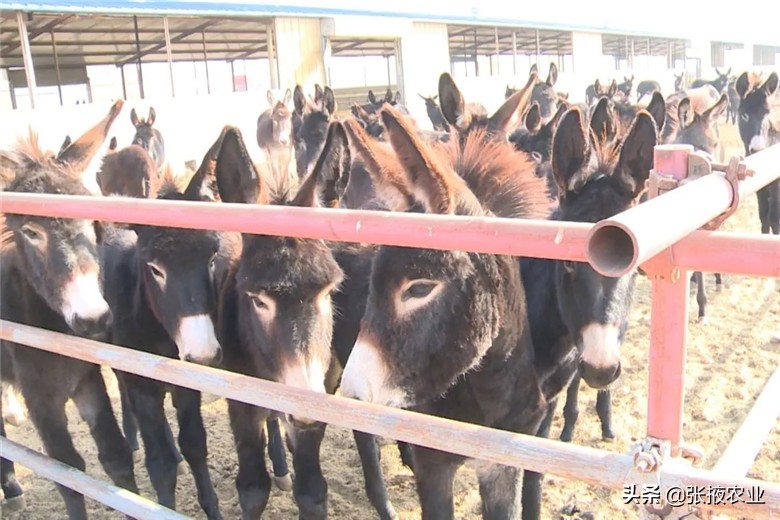 高台近郊休闲农业为民增收添动力,高台特色产业拓宽群众致富路
