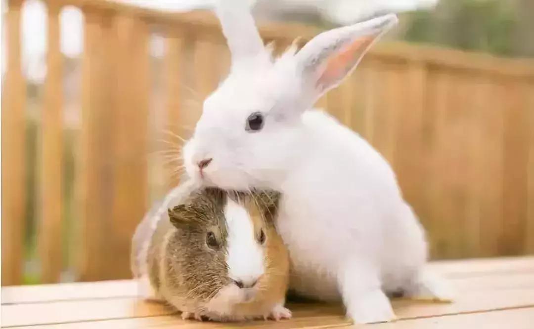 日本农场营收10亿经营秘诀,日本妈妈牧场怎么运营