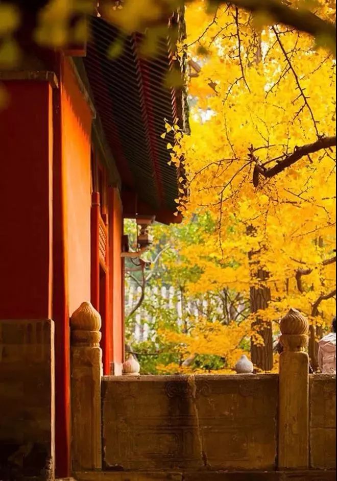 山花野鸟｜园林花语