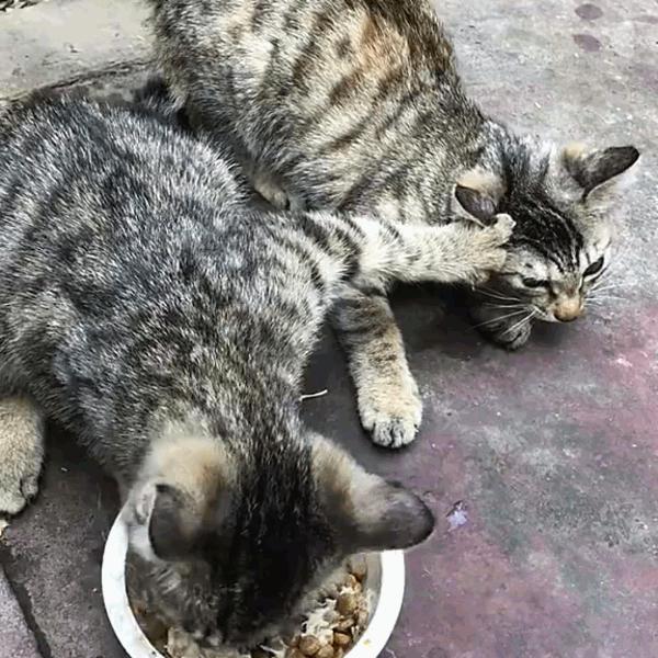 猫咪饲养管理现状,猫和老鼠猫咪现状