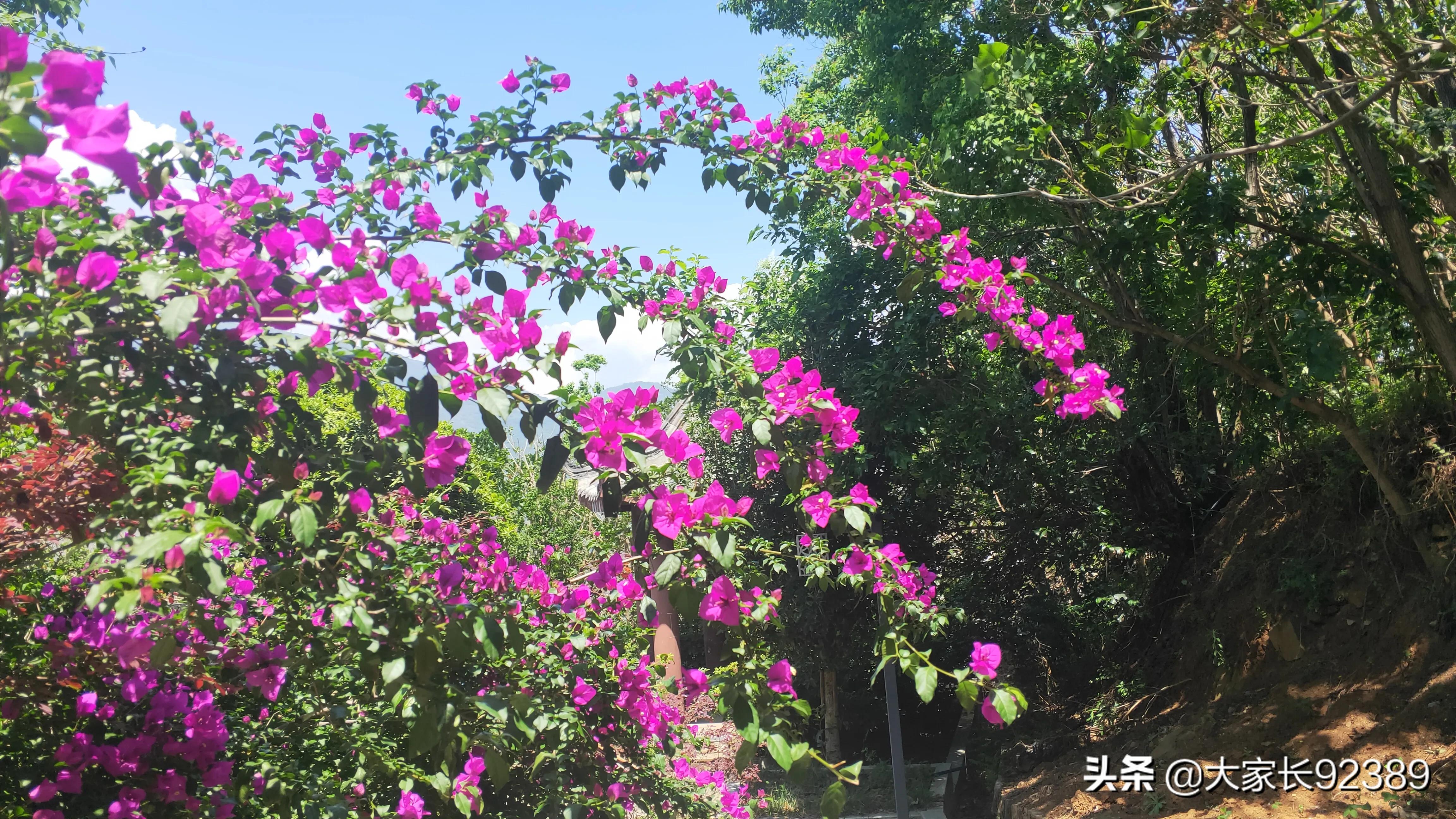 紫色的的英语,紫色的诗歌赏析