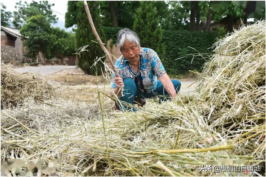 乡村纪事：偏方治大病，不识字的母亲，是个厉害的“土郎中”