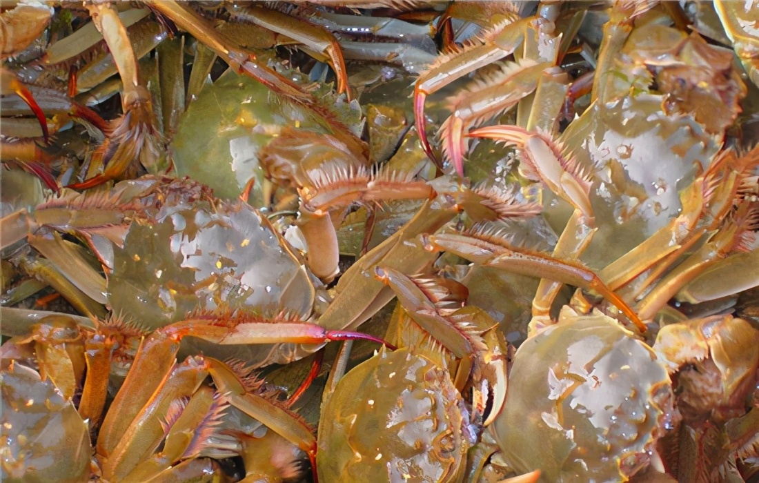 真空袋保存螃蟹能保存多久,吃不完的螃蟹怎样保存的时间长