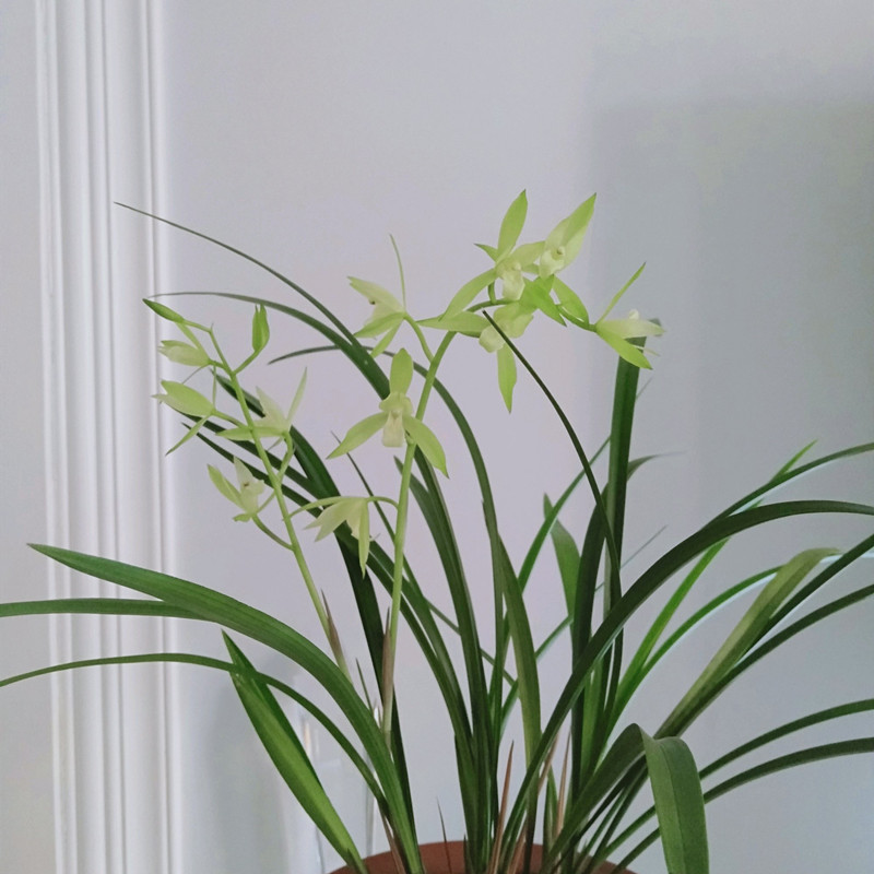 兰花黑斑病，试试这样防治，简单好用