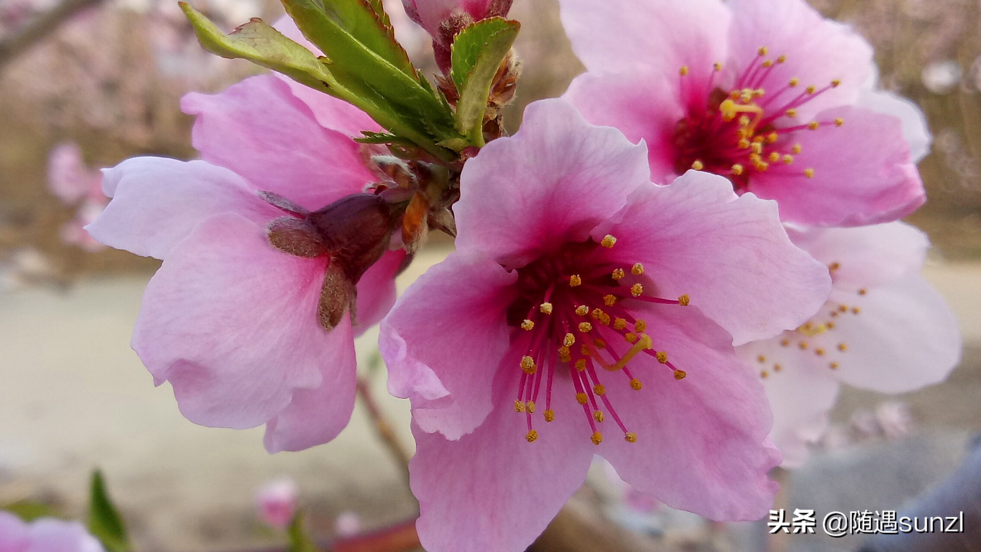 丹东宽甸桃花旅游攻略,丹东宽甸桃花岛旅游攻略自驾