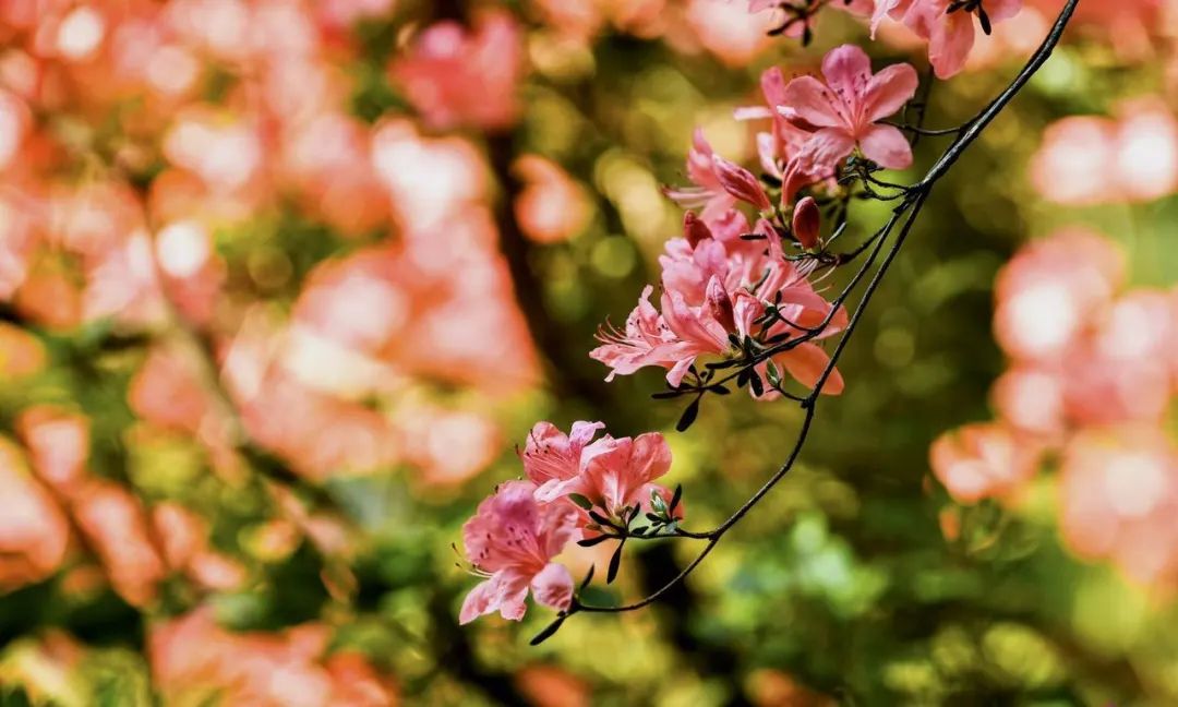 欣赏西湖的全景太美了,西湖美景实在美怎么也看不够
