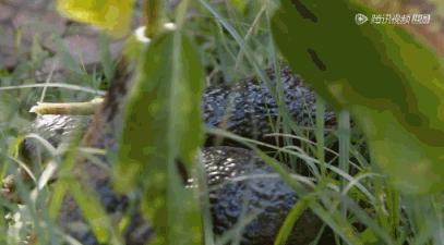 据说水果涨价,跟这剧的大火有点关系