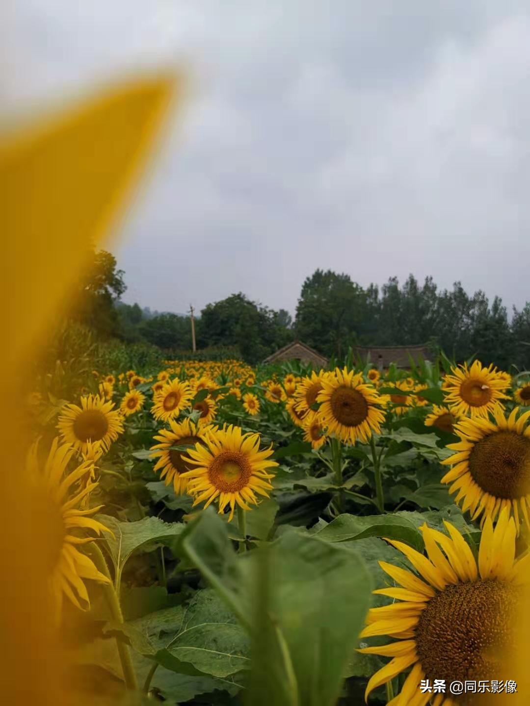 河南汝阳靳村鱼山,靳村鱼山