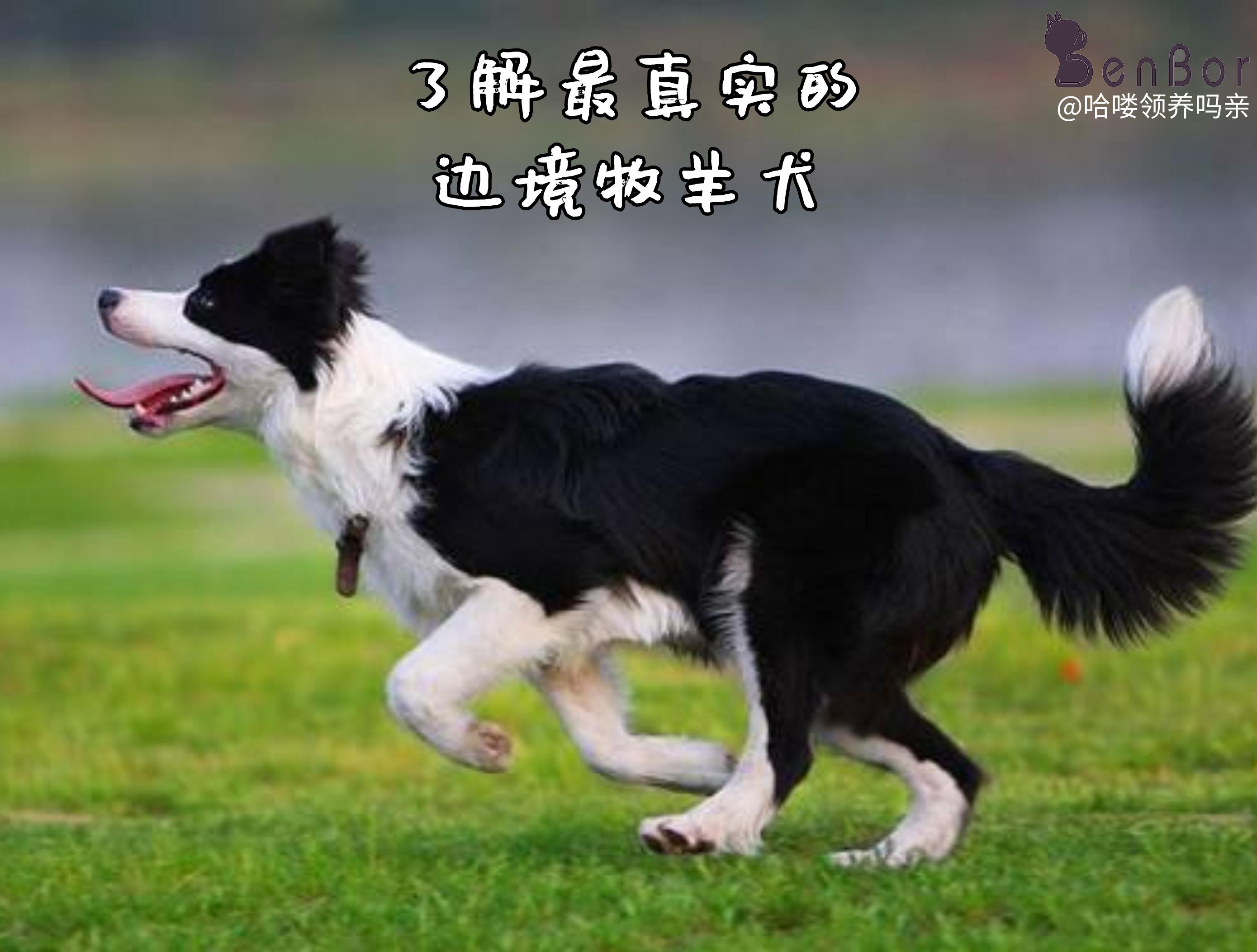 边牧不训练会不会成傻狗,边牧犬为什么不建议养成