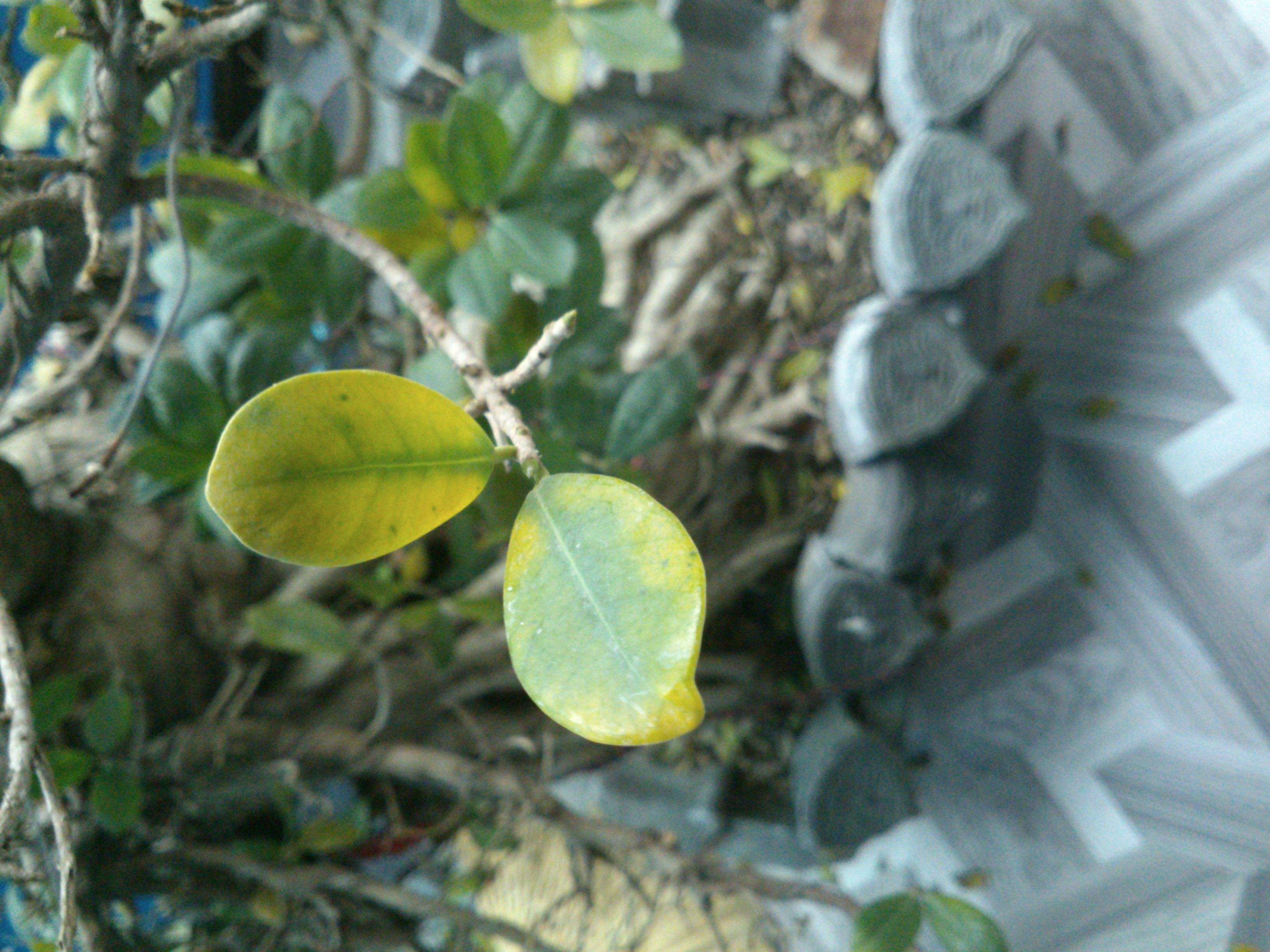 冬天榕树掉叶子是怎么回事,榕树盆景冬天怎么养忌讳什么