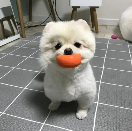 博美犬疯狂掉毛怎么办？换毛期该怎么护理？吃什么能美毛？