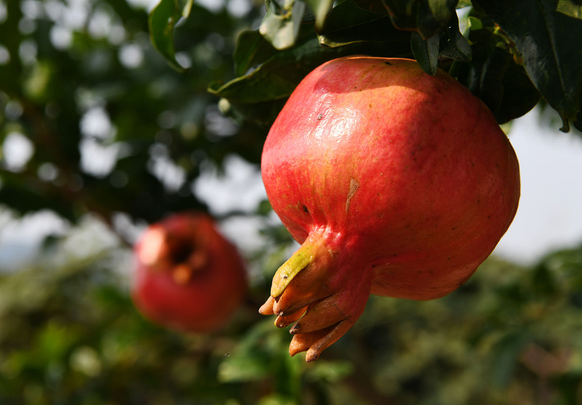 石榴树怎么修剪才能长得快,幼苗石榴树长三个分叉要修剪吗