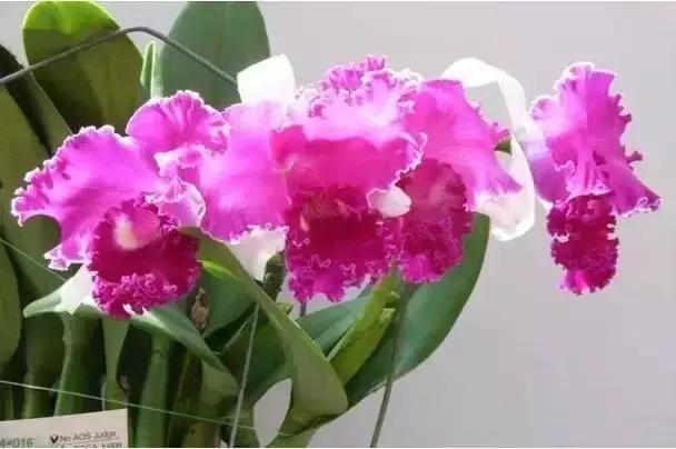 极品中的精品兰花,带你回忆天价兰花蕙兰篇