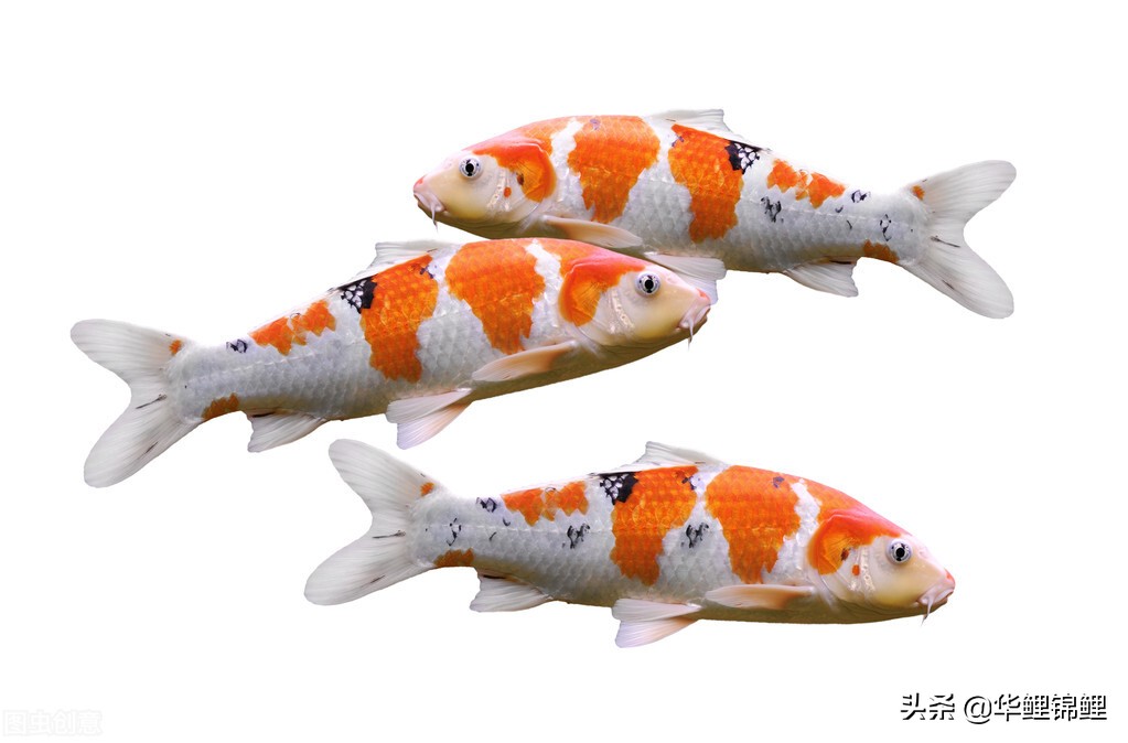 锦鲤鱼的价格为什么差距这么大,锦鲤鱼帆布池大型饲养能不能赚钱