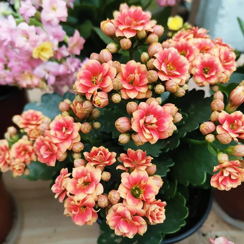 长寿花单瓣品种大全,长寿花100种颜色图片