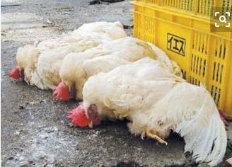 鸡养殖常见的疾病如何防治,秋季鸡病的防治方法