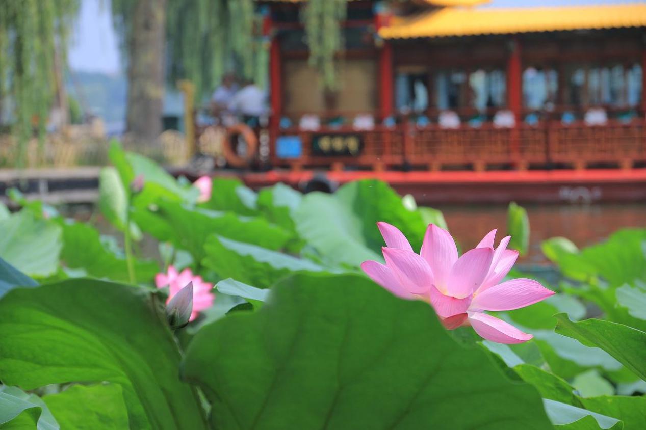 映日荷花别样红夏天赏荷正当时,夏至赏荷映日荷花别样红