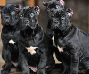 卡斯罗护卫犬有什么用,卡斯罗是三大护卫犬吗