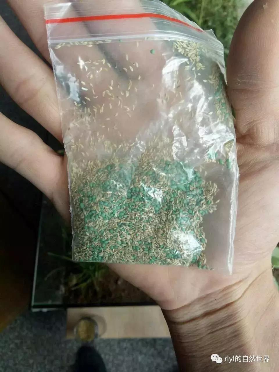 黄缘龟多大可以进环境造景,黄缘龟造景用陶粒还是火山石