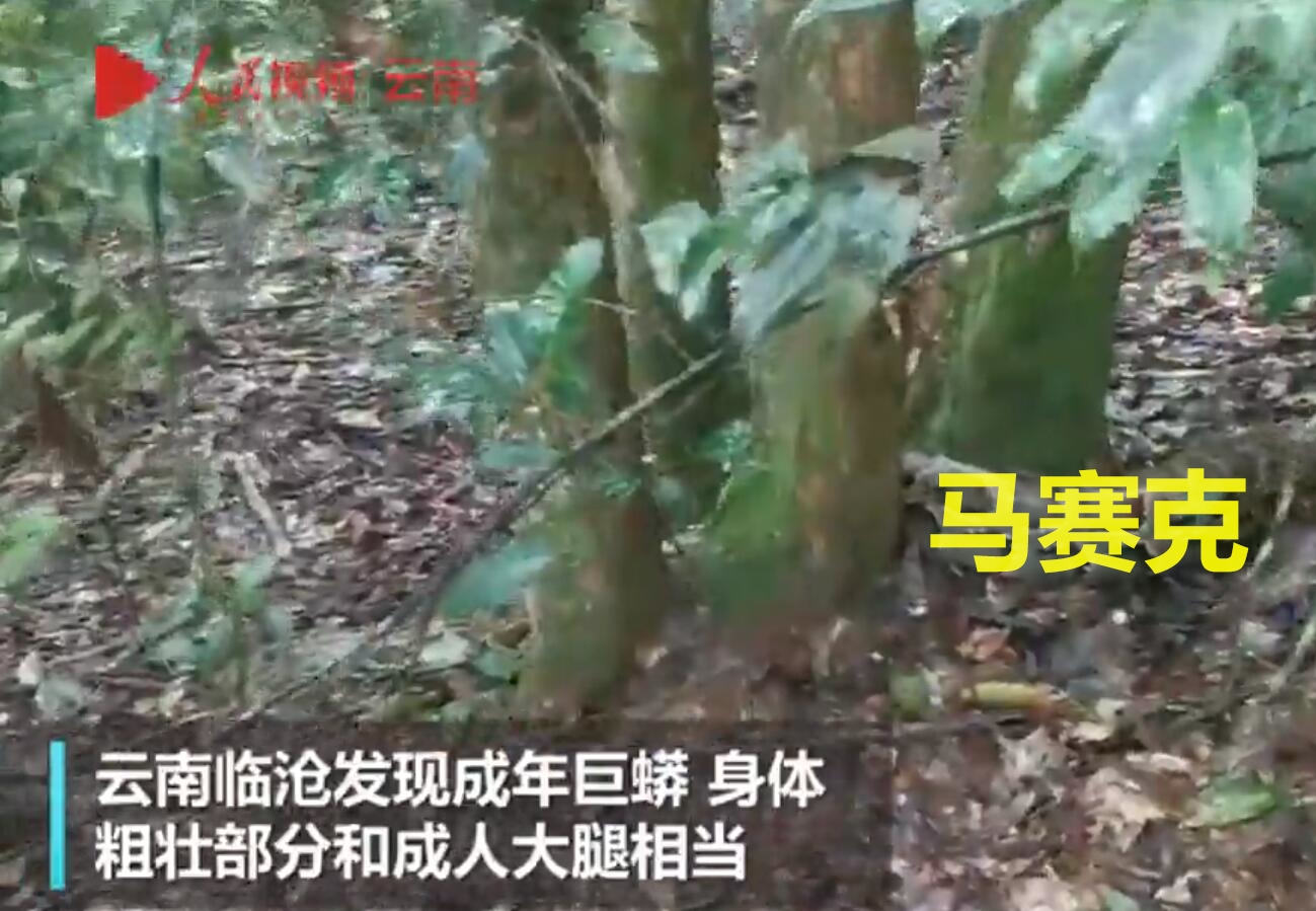 被拍到罕见巨蟒,捕获7米长巨蟒