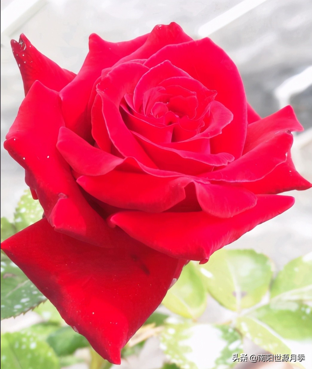 送你100朵玫瑰花,玫瑰花送谁都浪漫唯独送你不一样