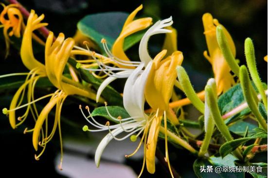 金银花的香味幽香清雅,金银花的甜香味