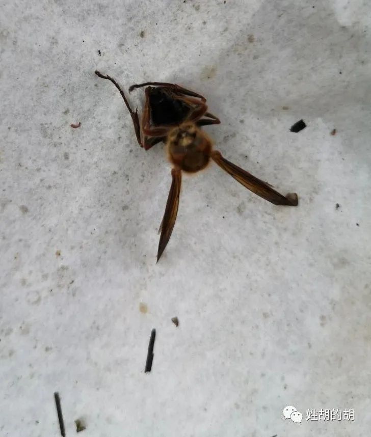 马蜂抢蜜蜂窝,马蜂发射毒刺