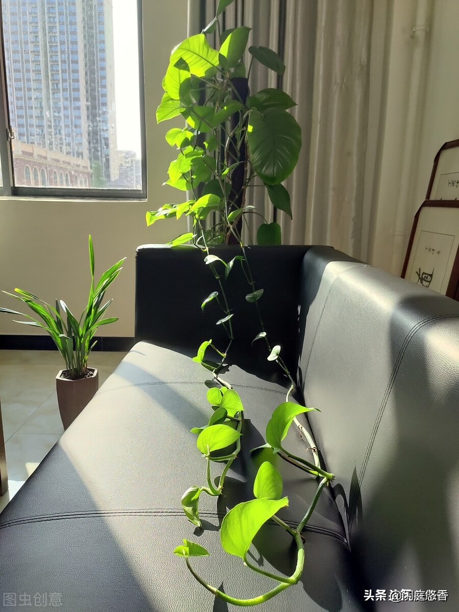 100种常种花卉养护秘籍,20种花卉浇水保养法