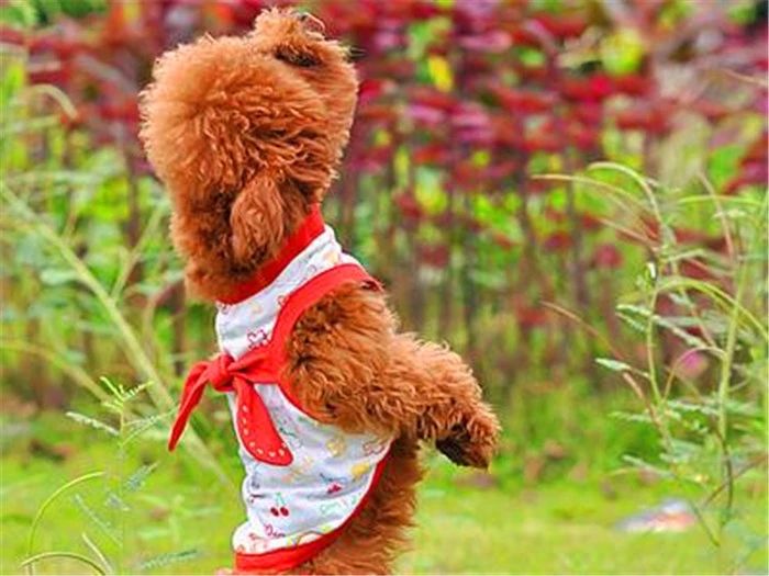 狗狗经常用后腿站立该怎么纠正,狗狗直立行走影响狗狗健康