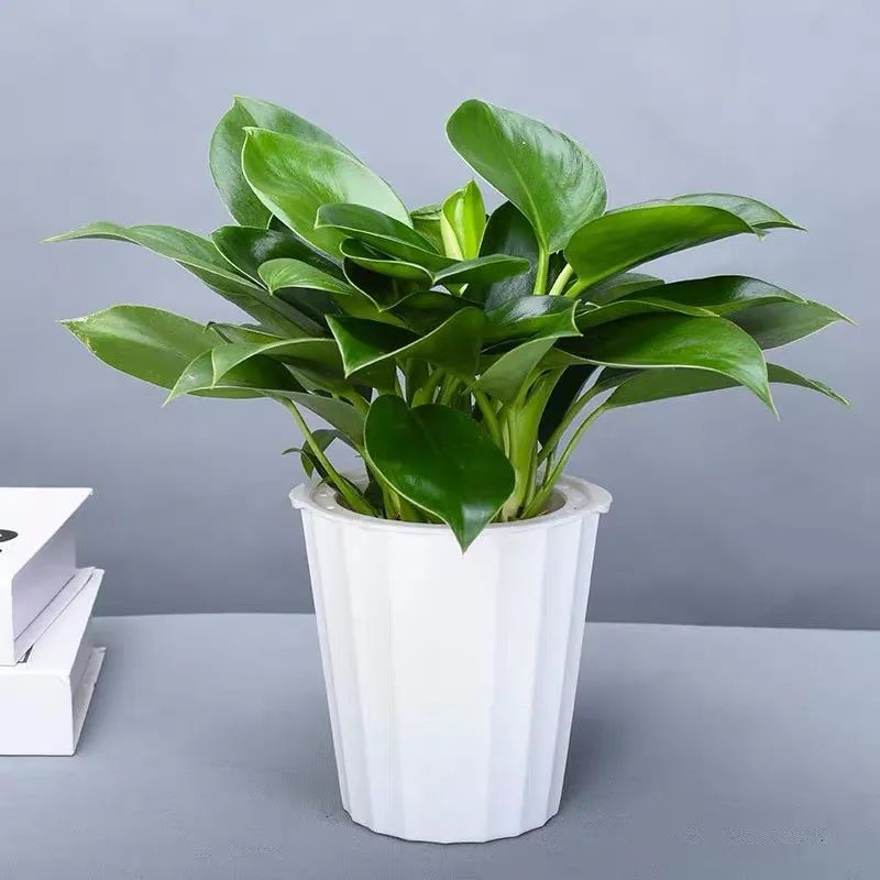 室内清除甲醛的花,吸甲醛又无毒的花