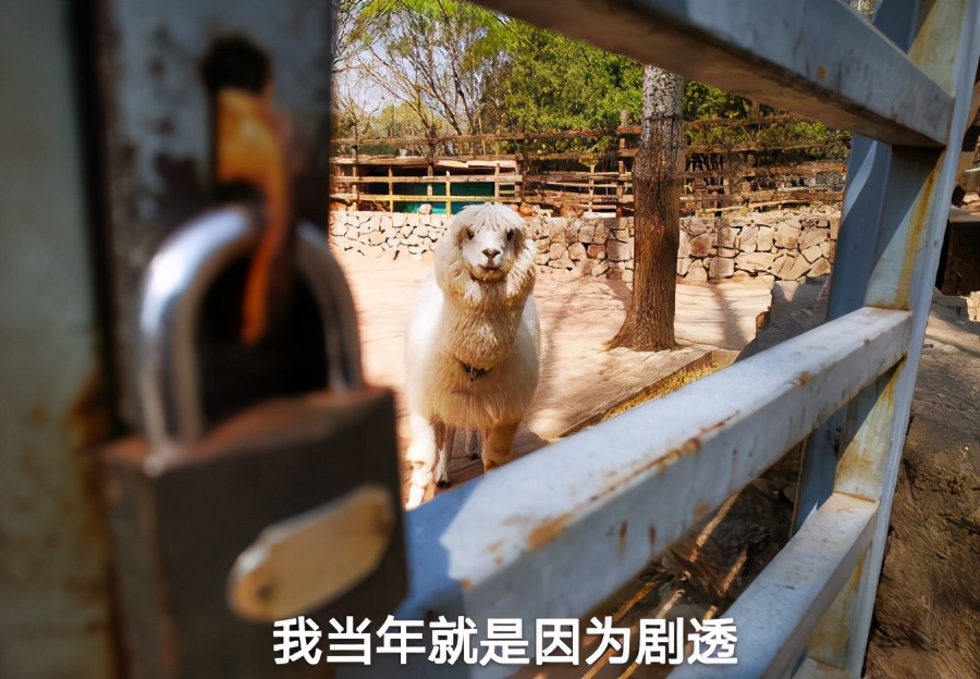 亲身经历过哪些坑,亲身经历致命骗局