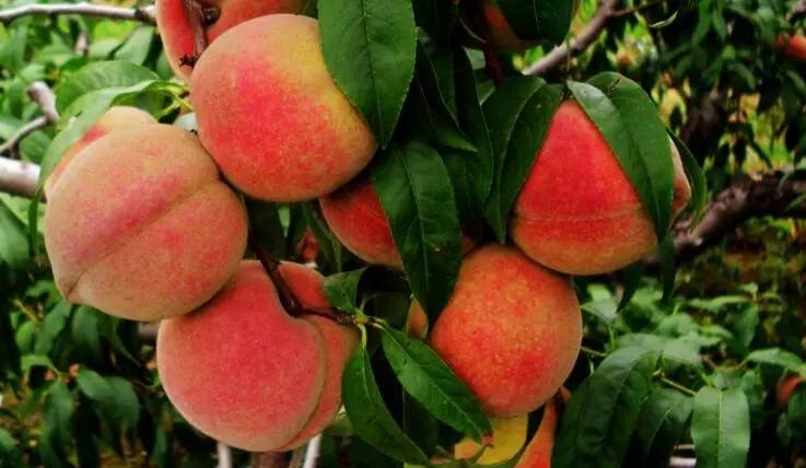 热干面醒了！潍坊肉火烧们坐不住了！