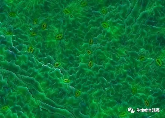 看完后，整个人都有点不对劲了（传播生物知识）