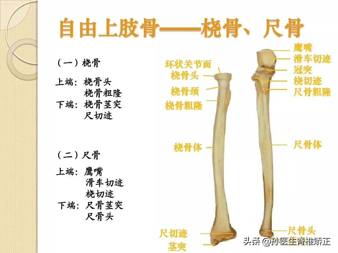 人体解剖学骨骼学思维导图,人体骨骼解剖学纪录片
