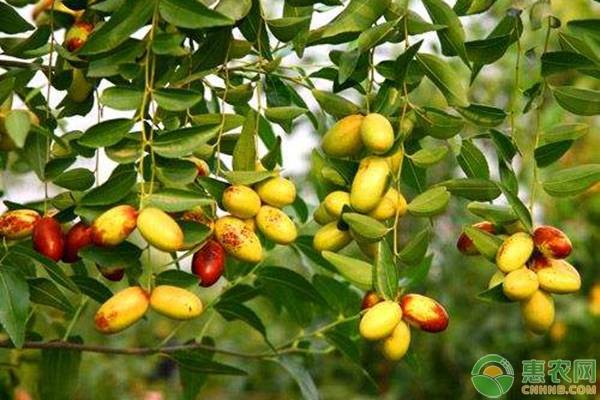 枣果树病虫害防治,红枣病虫害春季防治信息