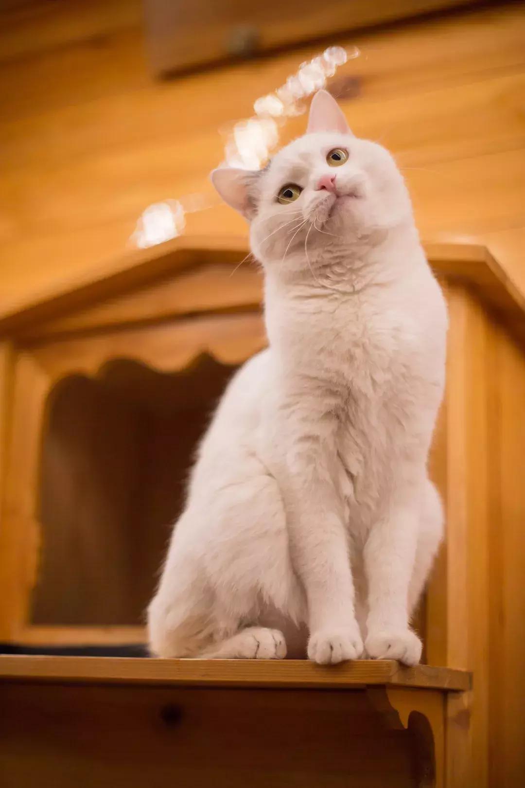 妙笔生猫：羊驼是个啥，比我好看吗？