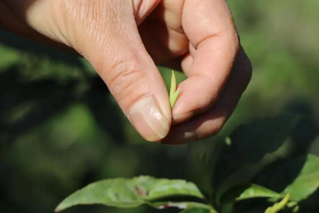 金骏眉必备的三个基本条件,六个问题原因分析