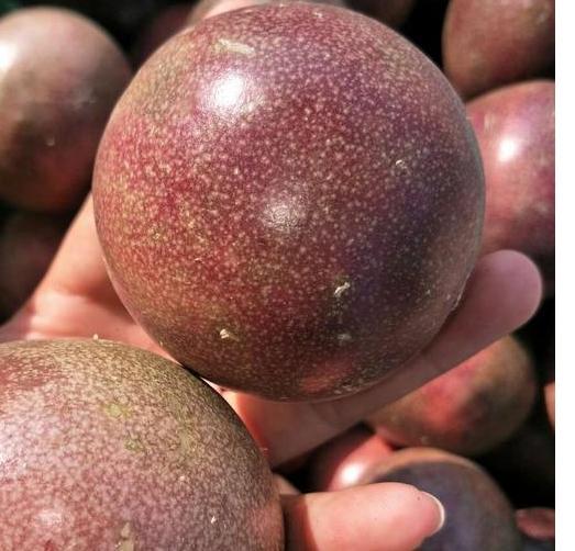 百香果和石榴哪个营养价值高,黄金百香果和百香果营养价值区别