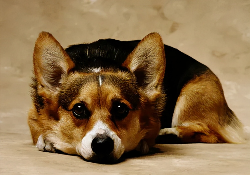 狗狗化脓的伤口要怎样才愈合得快,狗狗皮肤溃烂化脓很严重用什么药