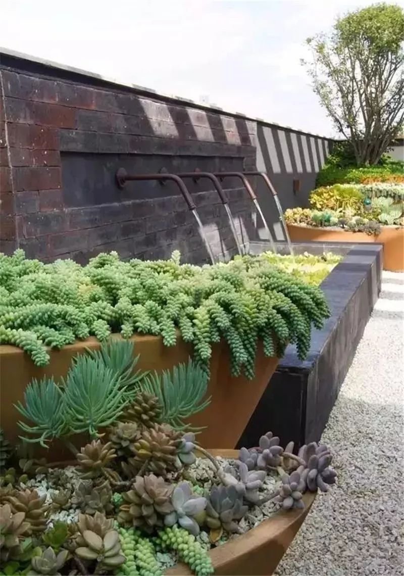 老外的多肉盆景惊艳了世界,多肉庭院美极了
