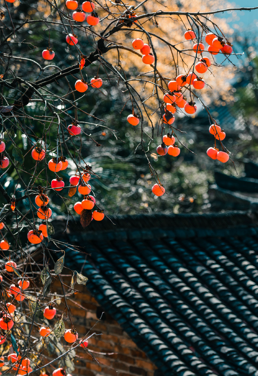 婺源篁岭晒秋古镇忆江南庭院,篁岭最美古村晒秋