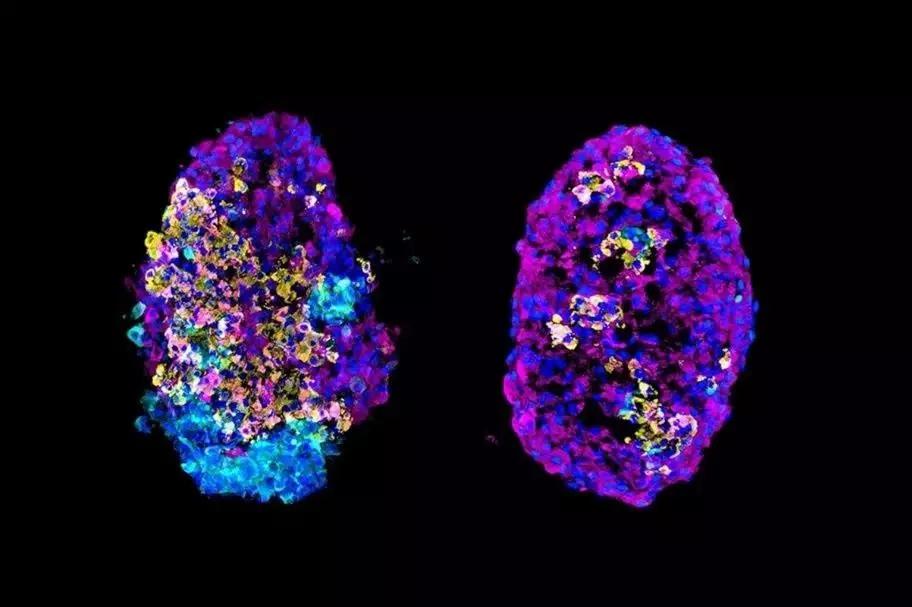 中国干细胞研究及治疗最新进展,近期干细胞研究领域的成果