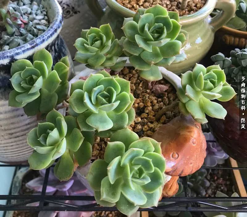 顺风不浪逆风不怂文字图片,顺风不飘逆风不怂绝境不慌